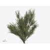 PINUS S WATERERI BS