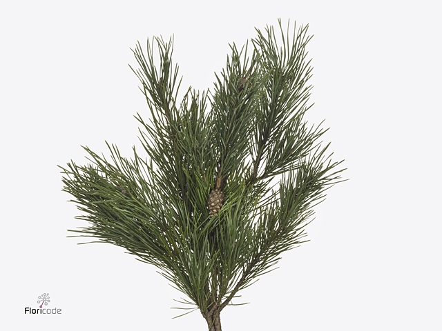 PINUS S WATERERI BS