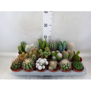 Cactus   ...mix