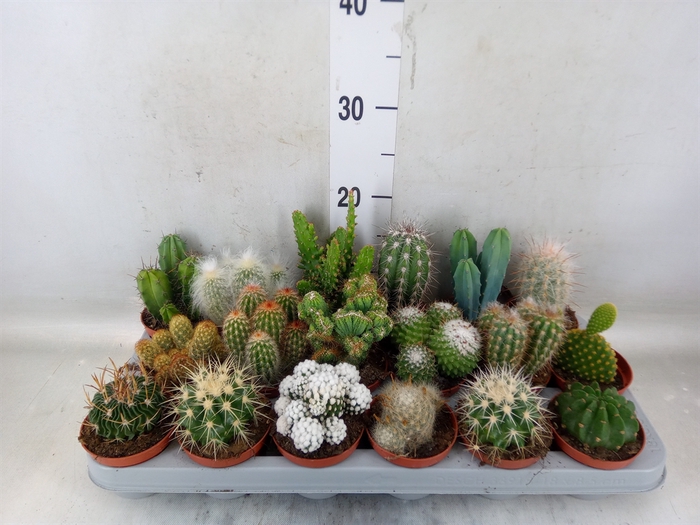 <h4>Cactus   ...mix</h4>