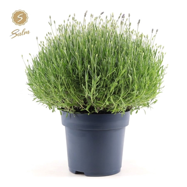<h4>Lavandula ang. 'Felice Premium Provence'® P27</h4>