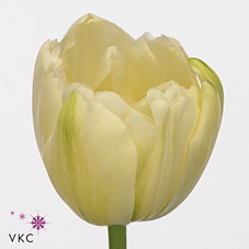 TU DU MAUREEN DOUBLE