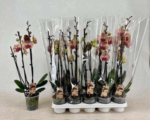 <h4>PHAL OV ORANJE</h4>