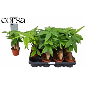 Pachira aquatica 9Ø 25cm