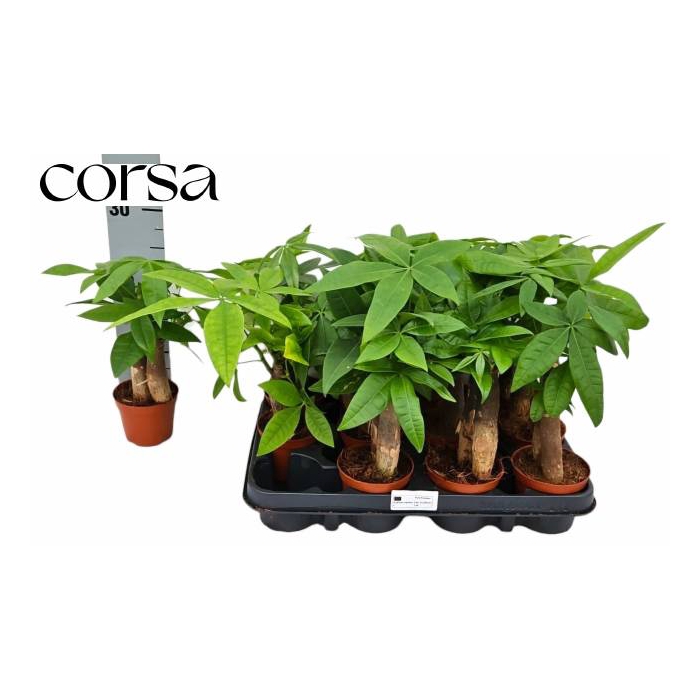 <h4>Pachira aquatica 9Ø 25cm</h4>