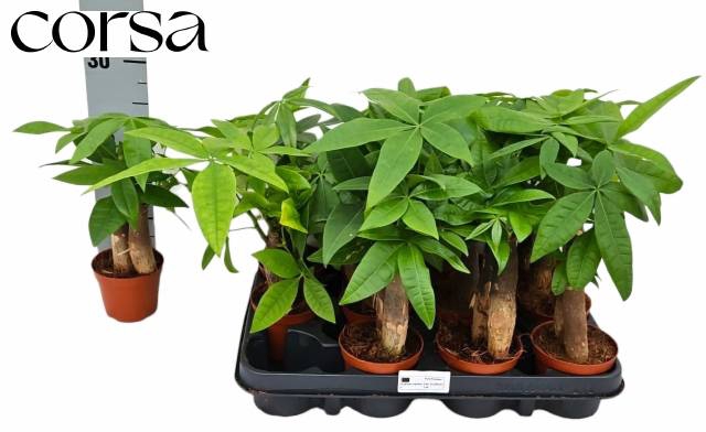 Pachira aquatica 9Ø 25cm