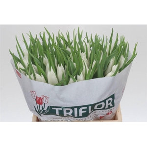 Tulp Leliebloemig Beau An Elegance