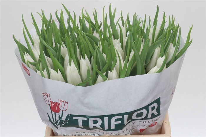 <h4>Tulp Leliebloemig Beau An Elegance</h4>