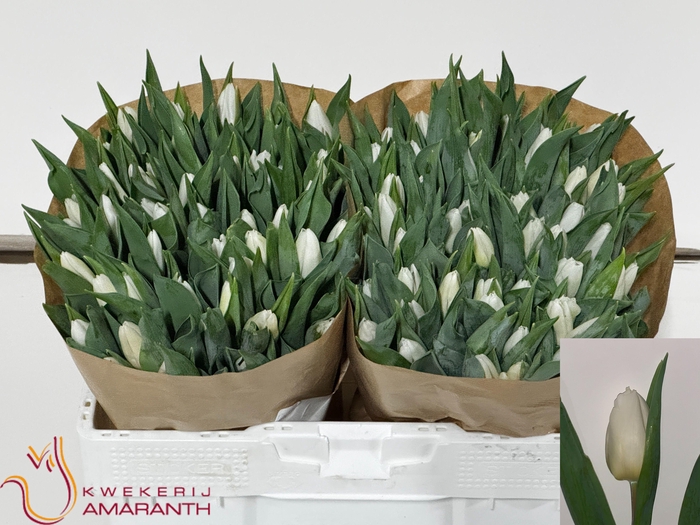 <h4>TU EN WHITE PRINCE</h4>