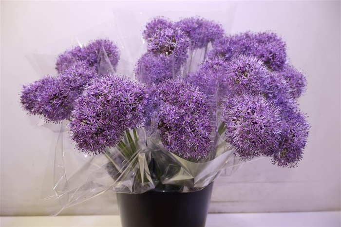 <h4>Allium Gladiator</h4>