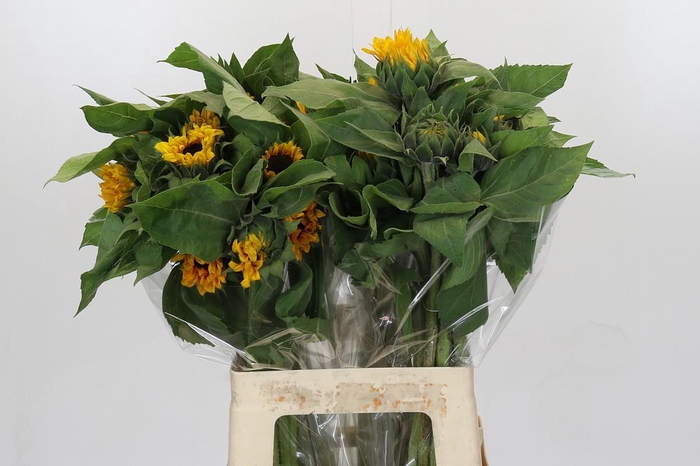 <h4>Helianthus Orange Fire</h4>