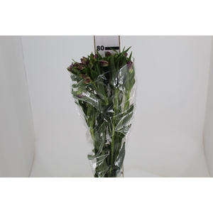 ALSTROEMERIA AMETHYST 080 CM