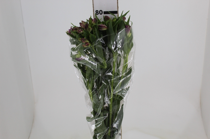 ALSTROEMERIA AMETHYST 080 CM