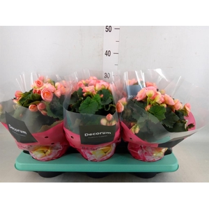 Begonia elat. DU 'Hailey Sunset'