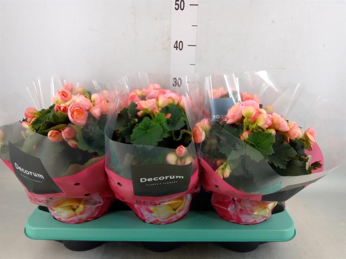 <h4>Begonia elat. DU 'Hailey Sunset'</h4>