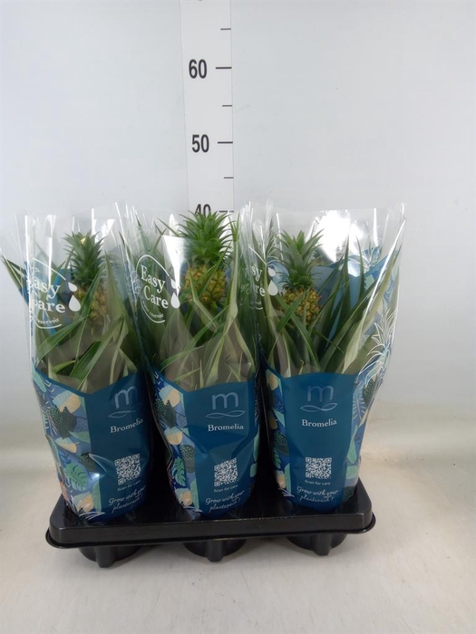 <h4>Ananas 'Mi Amigo'</h4>