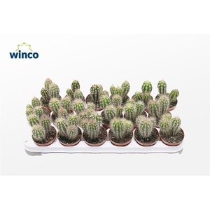 Pachycereus Pectum Aboriginum