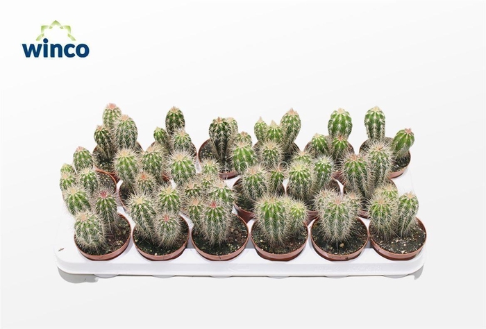 <h4>Pachycereus Pectum Aboriginum</h4>