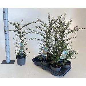 COTON S CORAL BEAUTY