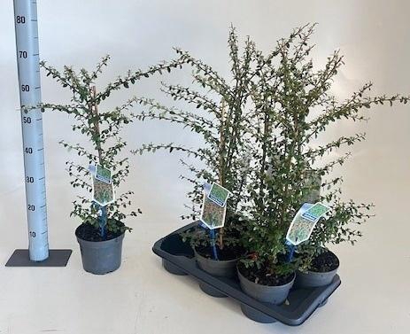 <h4>COTON S CORAL BEAUTY</h4>