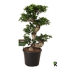 Ficus Ginseng