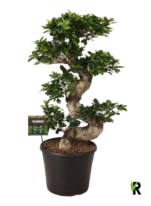 Ficus Ginseng
