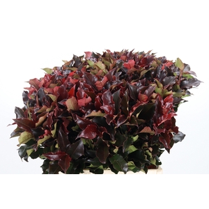 Photinia Magical Volcano