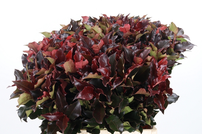 <h4>Photinia Magical Volcano</h4>