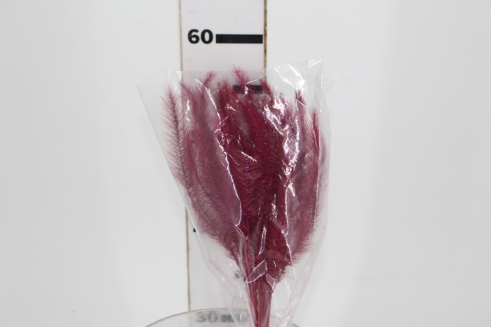 <h4>CAPIM RABO DE ESQUILO ROSA</h4>