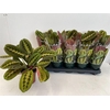 arr8 Maranta Fascinator