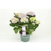 Hydrangea Macrophylla paars Magical Amethyst, beperkt leverbaar