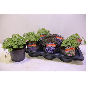 Geranium Overig