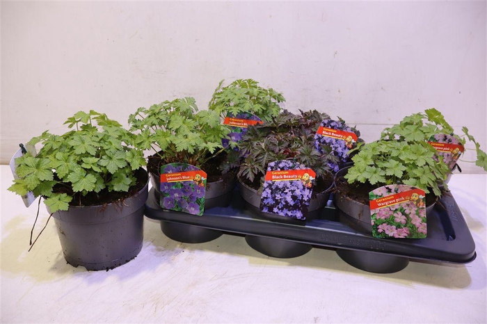 <h4>Geranium Overig</h4>