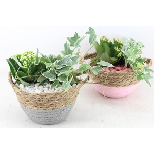 Arr2 Pl - Mand Rond Mix Kl. 338/4 - Roze/wit