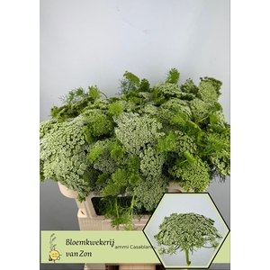 AMMI VIS CASABLANCA