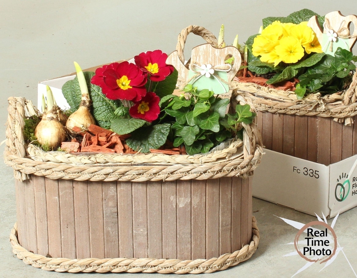 <h4>Arr Tuinplanten</h4>