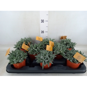 Crassula  'Kraaiepootje'