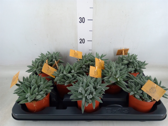 <h4>Crassula  'Kraaiepootje'</h4>
