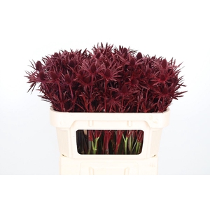 Eryn Orion Kl Bh Bordeaux