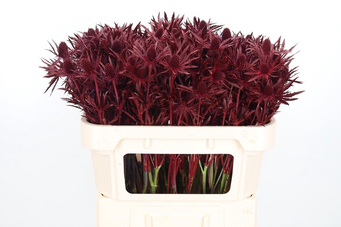 <h4>Eryn Orion Kl Bh Bordeaux</h4>