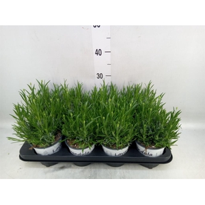 Lavandula interm. 'Edelweiss'