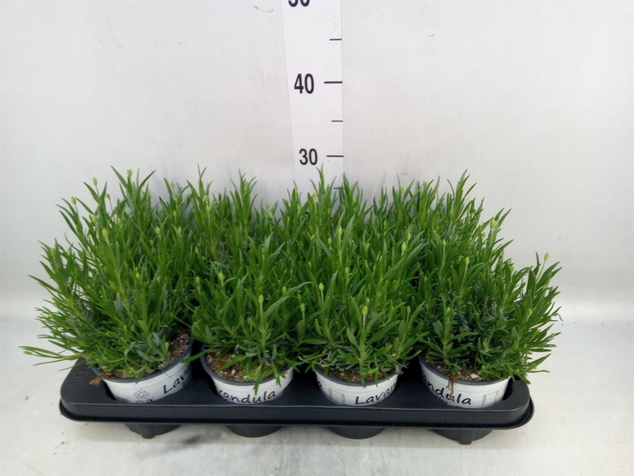 <h4>Lavandula interm. 'Edelweiss'</h4>