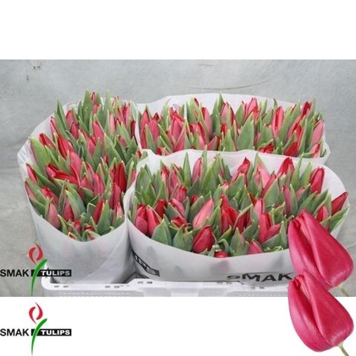 <h4>Tulipa si first star</h4>