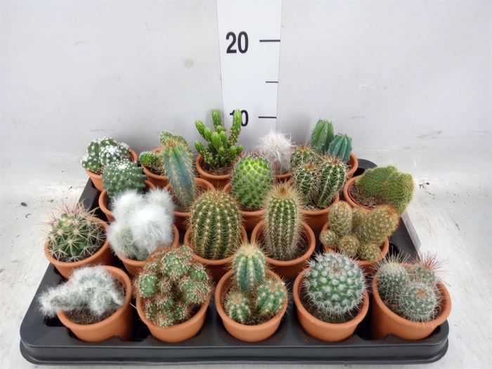 <h4>Cactus   ...</h4>