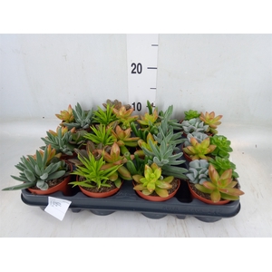 Succulents   ...