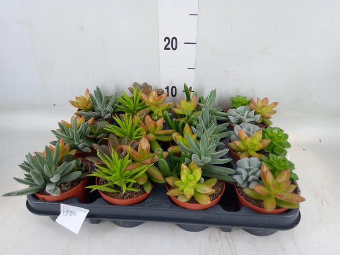 <h4>Succulents   ...</h4>