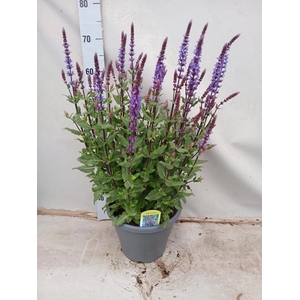 SALVIA NE OSTFRIESL