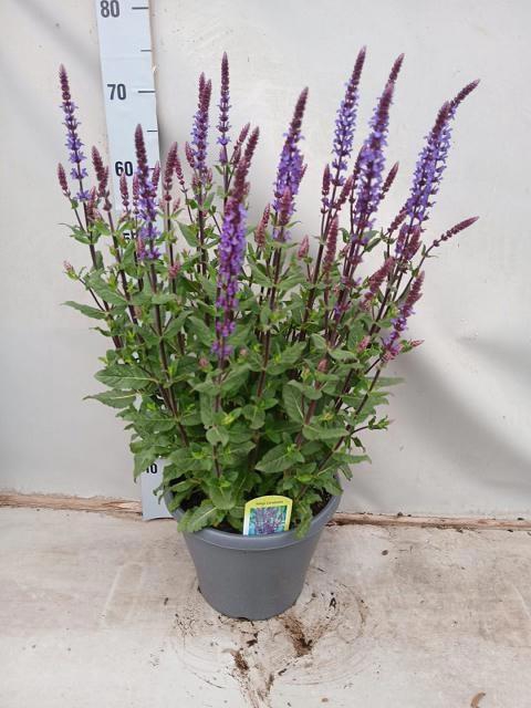 <h4>SALVIA NE OSTFRIESL</h4>