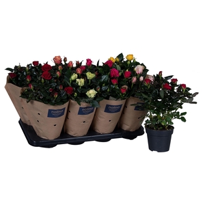 Nolina Roses Ø 13 cm Mix Paper sleeve