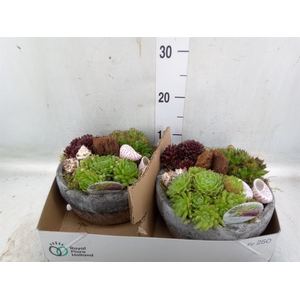 Arr.  Sempervivum L%
